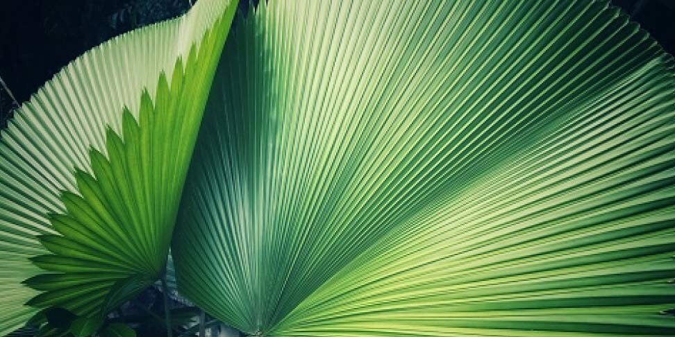 perspectives-biodiversity-abstract-feature