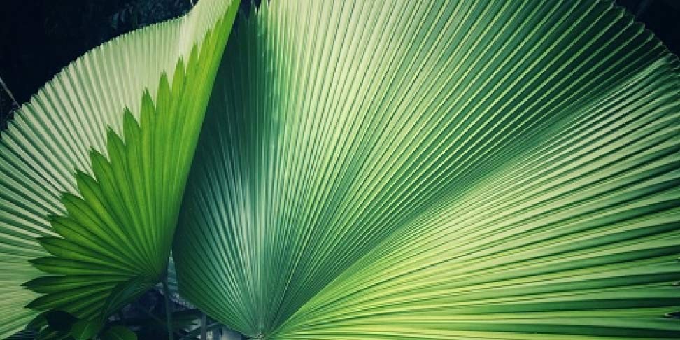 perspectives-biodiversity-abstract-feature