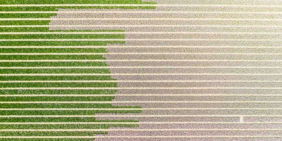 perspectives-sustainability-hero-crops-feature