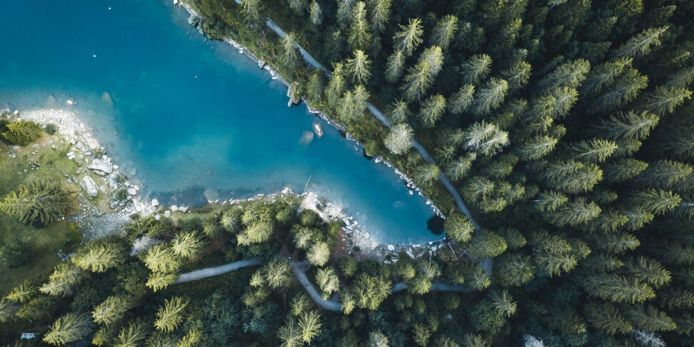 fixed-income-outlook-trees-thumbnail