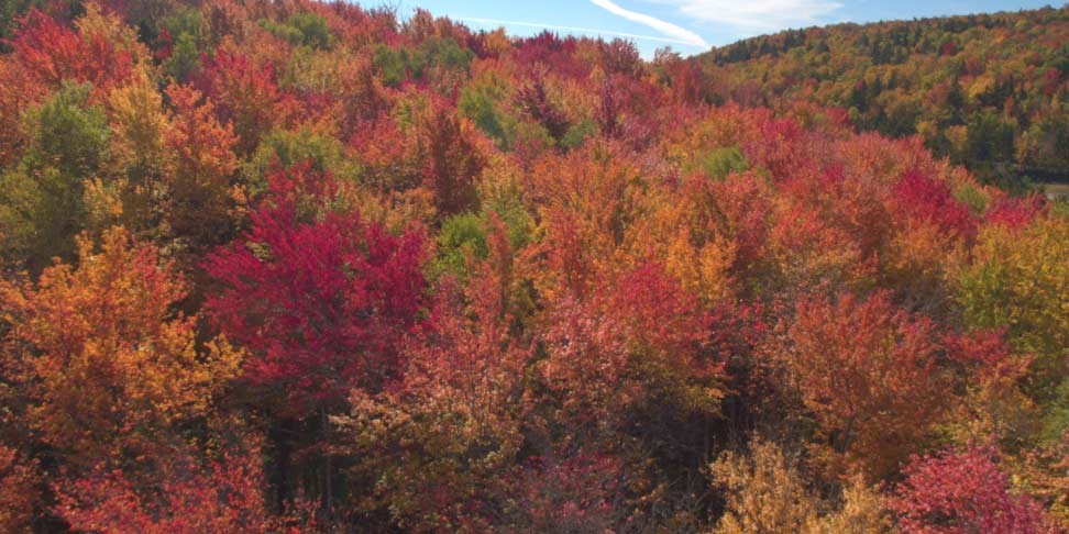 investment-ideas-2022-forrest-thumbnail