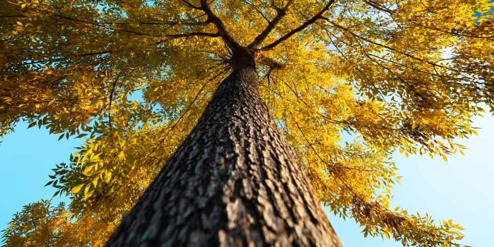 investment-ideas-2022-tree-thumbnail