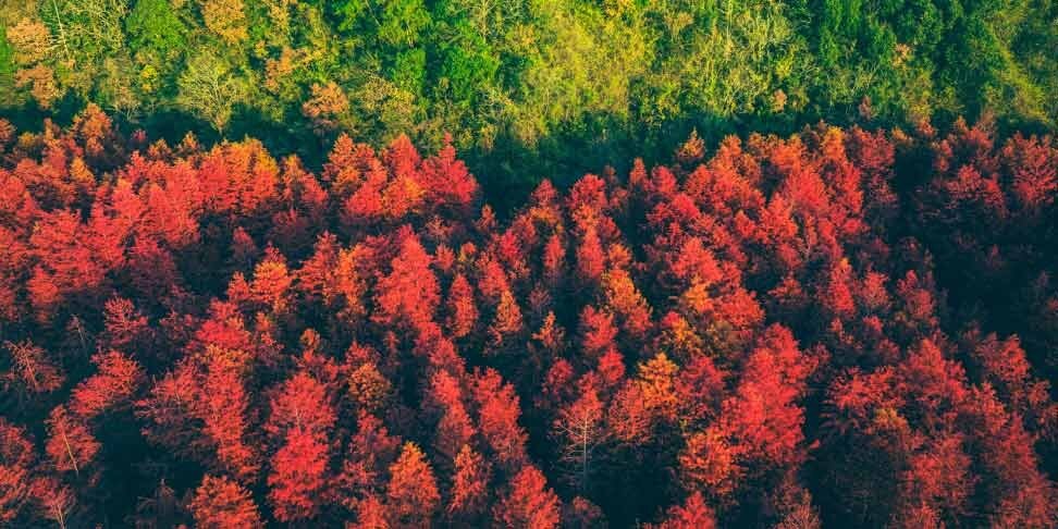 investment-ideas-2022-trees-thumbnail